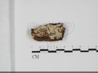 登錄號:F0032264藏品圖，第1張