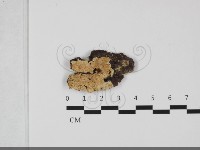 登錄號:F0032267藏品圖，第1張