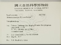 擬筍殼菌屬藏品圖，第2張