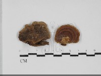 登錄號:F0032270藏品圖，第1張