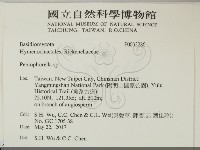 擬筍殼菌屬藏品圖，第2張
