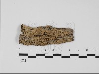 擬筍殼菌屬藏品圖，第1張