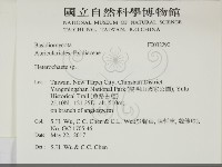 刺皮菌屬藏品圖，第2張