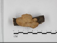 登錄號:F0032295藏品圖，第1張