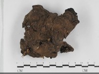 登錄號:F0032296藏品圖，第1張