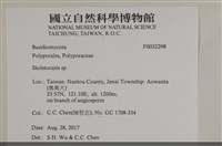 骨皮菌屬藏品圖，第3張