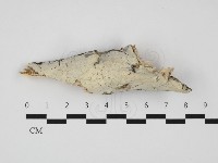 登錄號:F0032301藏品圖，第1張