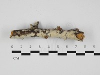 登錄號:F0032313藏品圖，第1張
