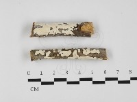 盤革菌屬藏品圖，第1張