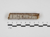 刺革菌屬藏品圖，第1張