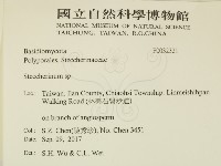 齒耳菌屬藏品圖，第2張