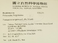 血紅密孔菌藏品圖，第2張