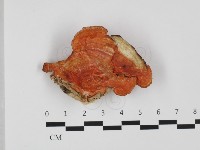 血紅密孔菌藏品圖，第1張