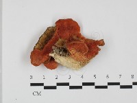 血紅密孔菌藏品圖，第3張