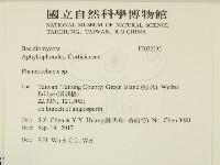 顯絲菌屬藏品圖，第2張