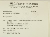 蜂窩菌屬藏品圖，第2張