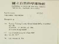 蜂窩菌屬藏品圖，第2張