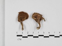 登錄號:F0032350藏品圖，第1張