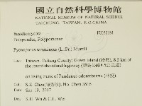 血紅密孔菌藏品圖，第2張