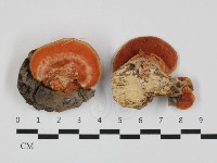 血紅密孔菌藏品圖，第1張