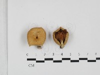 登錄號:F0032352藏品圖，第1張