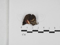 登錄號:F0032355藏品圖，第1張