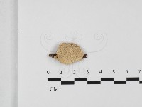 栓菌屬藏品圖，第1張