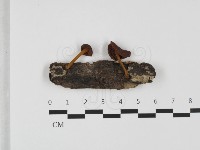 登錄號:F0032358藏品圖，第1張