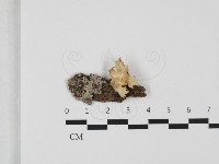 登錄號:F0032359藏品圖，第1張