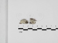 登錄號:F0032362藏品圖，第1張