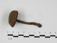 登錄號:F0032365藏品圖，第1張