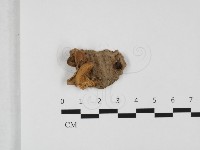 登錄號:F0032369藏品圖，第1張