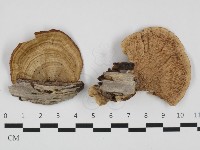 蜂窩菌屬藏品圖，第1張