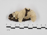 登錄號:F0032391藏品圖，第1張