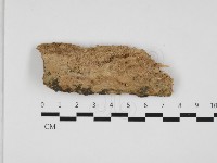 刺革菌屬藏品圖，第1張