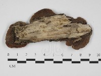 登錄號:F0032399藏品圖，第3張