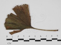 登錄號:F0032403藏品圖，第1張