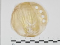 登錄號:F0032404藏品圖，第1張