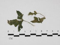 登錄號:F0032405藏品圖，第1張