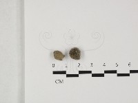 登錄號:F0032406藏品圖，第1張