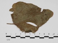 登錄號:F0032407藏品圖，第3張