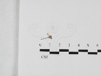 登錄號:F0032408藏品圖，第3張