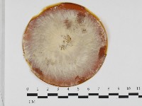 登錄號:F0032409藏品圖，第1張
