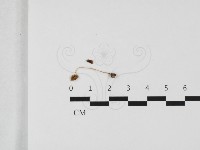 登錄號:F0032409藏品圖，第3張