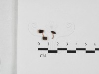 登錄號:F0032410藏品圖，第1張