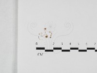 登錄號:F0032411藏品圖，第1張