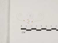 登錄號:F0032413藏品圖，第1張