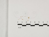 登錄號:F0032415藏品圖，第1張