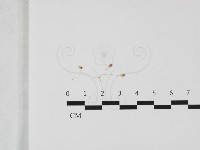 登錄號:F0032416藏品圖，第1張