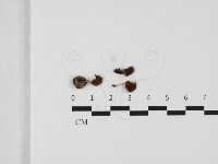 登錄號:F0032419藏品圖，第1張